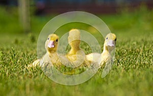 Three yellow ducks