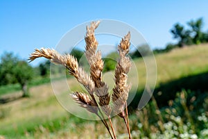 Three yellow faded dry spikes in the field