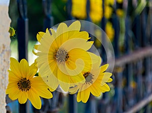 Three yellow flower and a fence