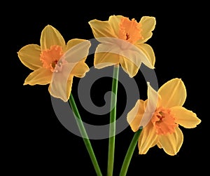 Three yellow flowering daffodils