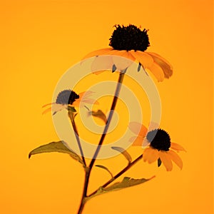 Three yellow flowers bouquet on the orange background