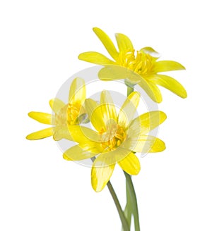 Three yellow flowers (Caltha palustris).