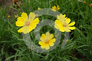 Three yellow flowers of Coreopsis lanceolata in June