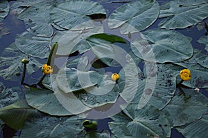 Three Yellow flowers and green leaves of water lily Nuphar lutea in the pond