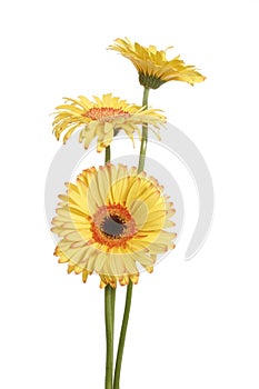 Three yellow gerbera daisy flower