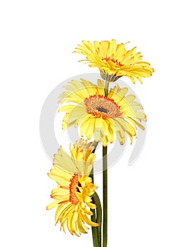 Three yellow gerbera daisy flower