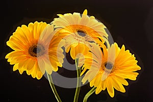 Three yellow gerbera flowers close up on black background