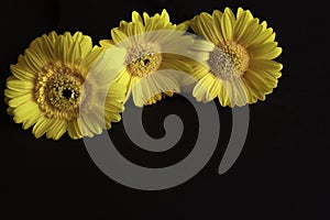 three yellow gerberas on a black background,