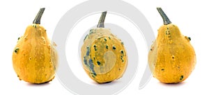 Three yellow-green warty pumpkins isolated on white