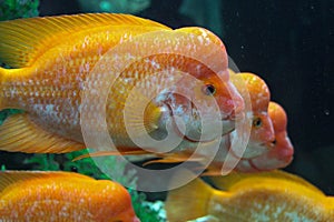 Three yellow hump sea fish