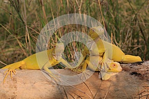 Three yellow iguanas are sunbathing