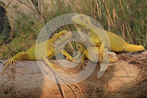 Three yellow iguanas are sunbathing