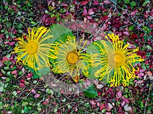 Three yellow inula flowers