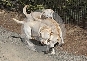 Three Happy Yellow Labs Playing with a Retrieving Toy photo