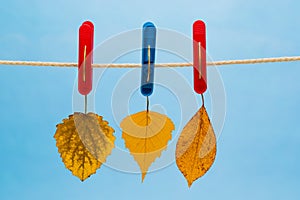 Three Yellow Leaf Suspended From A Clothesline Using Clothespins