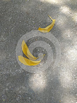 Three yellow leaves on a concrete floor, Sao Paulo, Brazil. Folhas amarelas. photo
