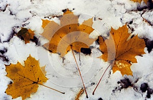 Three Yellow Leaves on Newfallen Snow