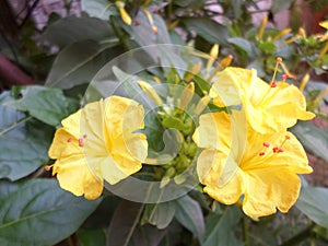 Three yellow marigold or carnation flowers surrounded by green leaves photo