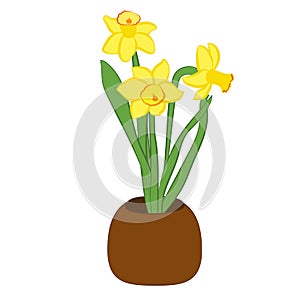 Three yellow narcissus flower in a pot. Flat illustration isolated on white background. Vector illustration