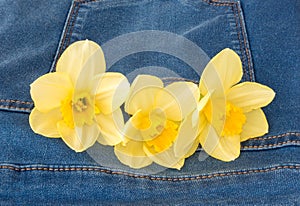 Three Yellow Narcissus in a Jeans Pocket