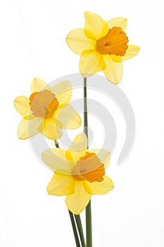 Three Yellow and Orange Daffodils Isolated on White Background