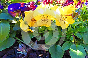 Three yellow Pansies and 1 purple pansy lit by morning sunlight