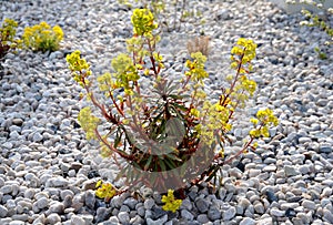 Three yellow perennial flowers in a pebble flowerbed bloom in early April and is usually attached to a rock of gray river pebbles