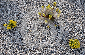 Three yellow perennial flowers in a pebble flowerbed bloom in early April and is usually attached to a rock of gray river pebbles