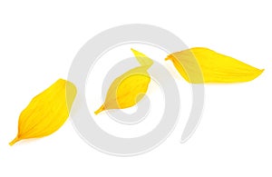 Three yellow petals isolated on white background. Sunflower petals