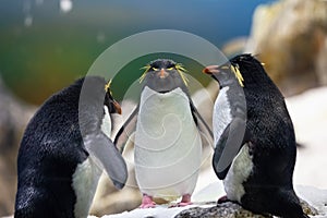 Three yellow plume penguins in the cold Antarctica