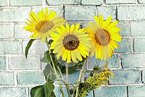 Three yellow ripe flowers of decorative sunflower in a vase on the background of a brick wall, an annual