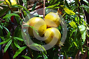 Three yellow ripe pomegranate on the tree