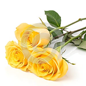 Three Yellow Roses Isolated on White Background