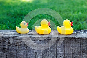 Three yellow rubber ducks in a row on a wooden block