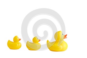 Three yellow rubber ducks on a white background