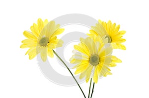 Three Yellow Shasta Daisy Flowers