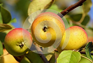 three yellow speckled apples grow on a branch, close-up fruit