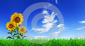 Three yellow sunflowers on green grass