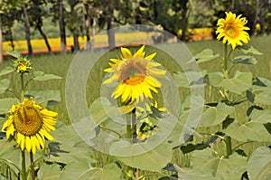 Three yellow sunflowers