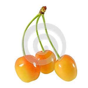 Three yellow sweet cherries with joined stems isolated on white background, with clipping path