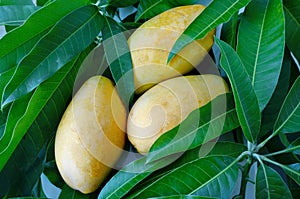 Three yellow Thai mangoes
