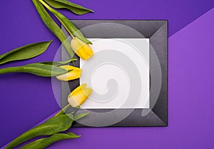 Three yellow tulips, black frame, on a lilac background