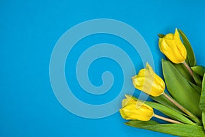 Three yellow tulips on a blue background.