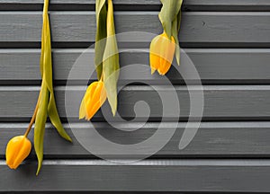 Three yellow tulips hanging from above like notes on sheet music stand,gray painted wooden planks background.Copy space