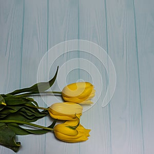 Three yellow tulips lie on a pale blue plank background.
