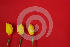 Three yellow tulips on red background