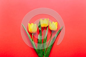 Three yellow tulips in red background. Top view