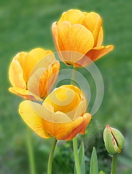 three yellow tulips in soft focus and flower bud in Spring