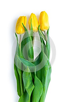 Three yellow tulips on a white background