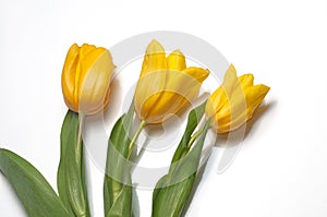 Three yellow tulips on a white background.Spring flowers.